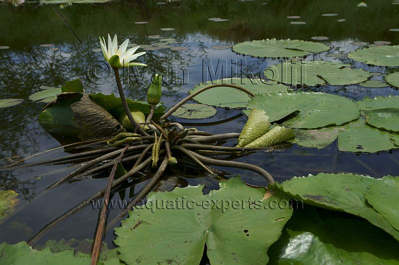 Nymphaea ampla